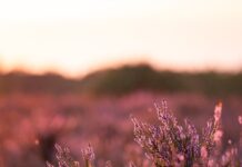 실외 활동과 건강한 다이어트를 위한 봄철 운동계획 A field of purple flowers with a sunset in the background