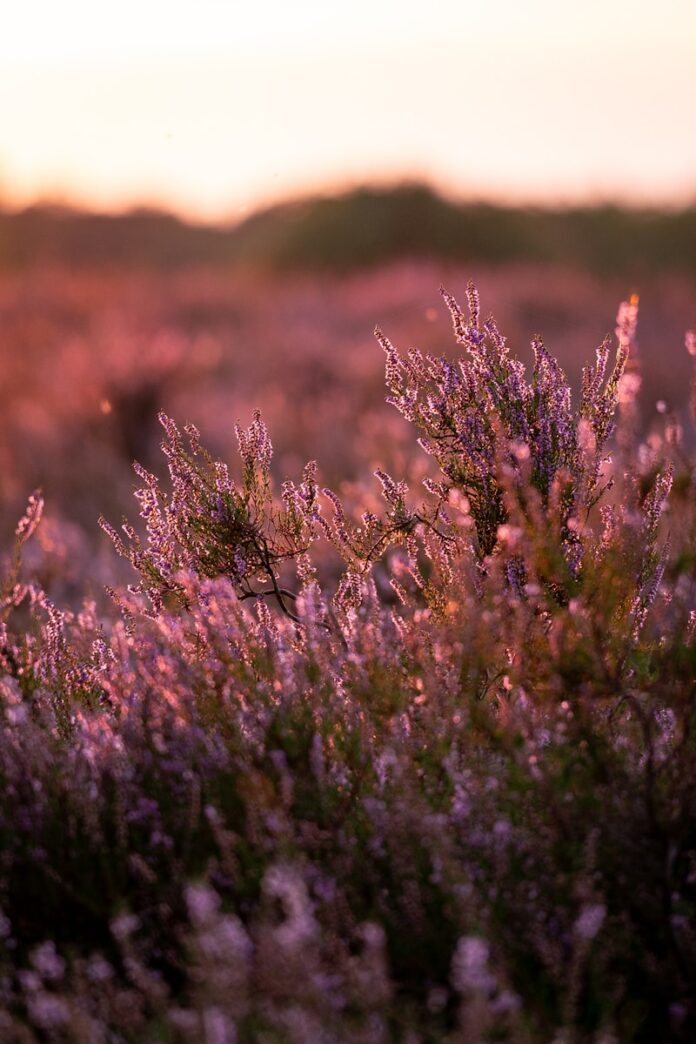 Photo by Philipp Deus A field of purple flowers with a sunset in the background