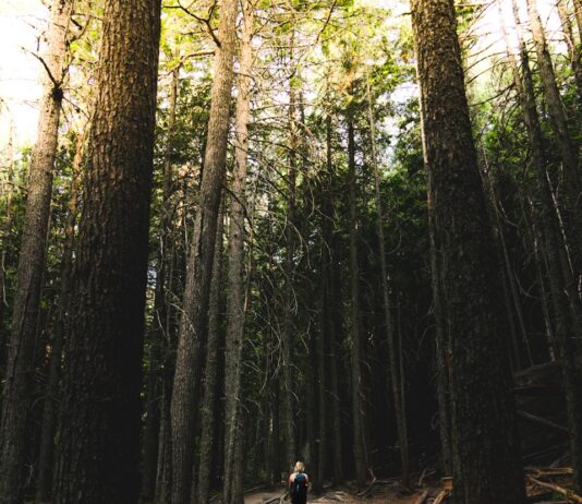 “괜히 짜증 나고, 말이 많아졌다?”…스트레스가 부른 신경 과민 신호들 person walking surrounded by trees