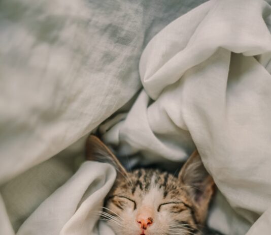 양질의 수면, 건강한 삶의 필수 조건 a cat sleeping in a blanket
