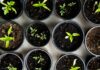 여성 건강관리, 일상 속 작은 변화로 지키는 비법 green leafed seedlings on black plastic pots