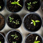 여성 건강관리, 일상 속 작은 변화로 지키는 비법 green leafed seedlings on black plastic pots