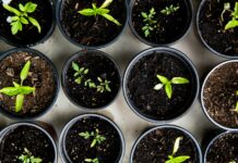 여성 건강관리, 일상 속 작은 변화로 지키는 비법 green leafed seedlings on black plastic pots